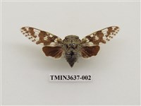 藏品(小蟪蛄)的圖片